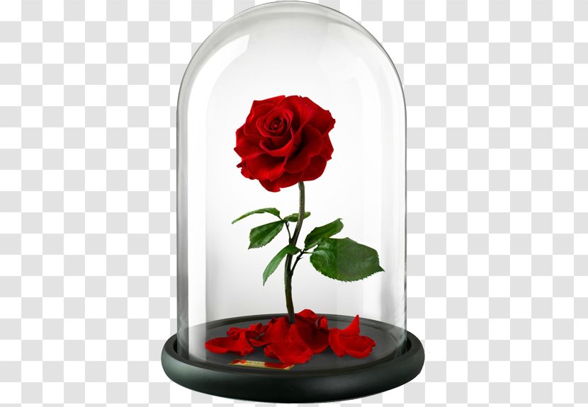 Belle Beast Rose United Kingdom Flower - Enchanted Transparent PNG