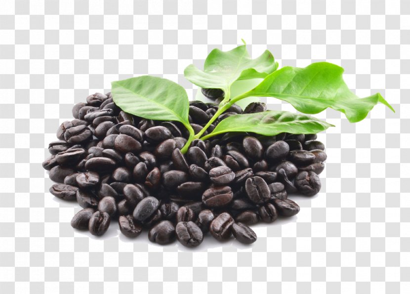 Coffee Bean Starbucks Ingredient - Condiment - Beans Transparent PNG