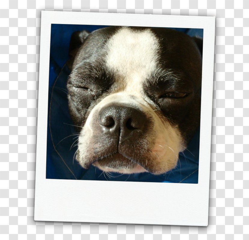 Boston Terrier Puppy Dog Breed Bull - Nonsporting Group Transparent PNG