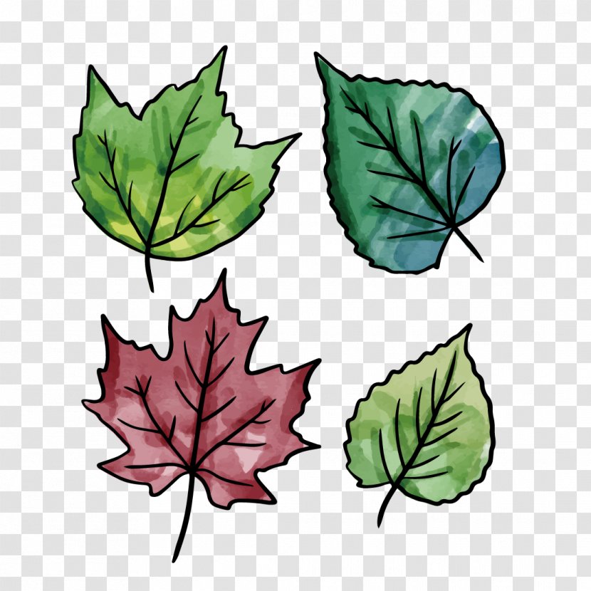 Vector Graphics Leaf Image - Woody Plant - Deciduous Transparent PNG
