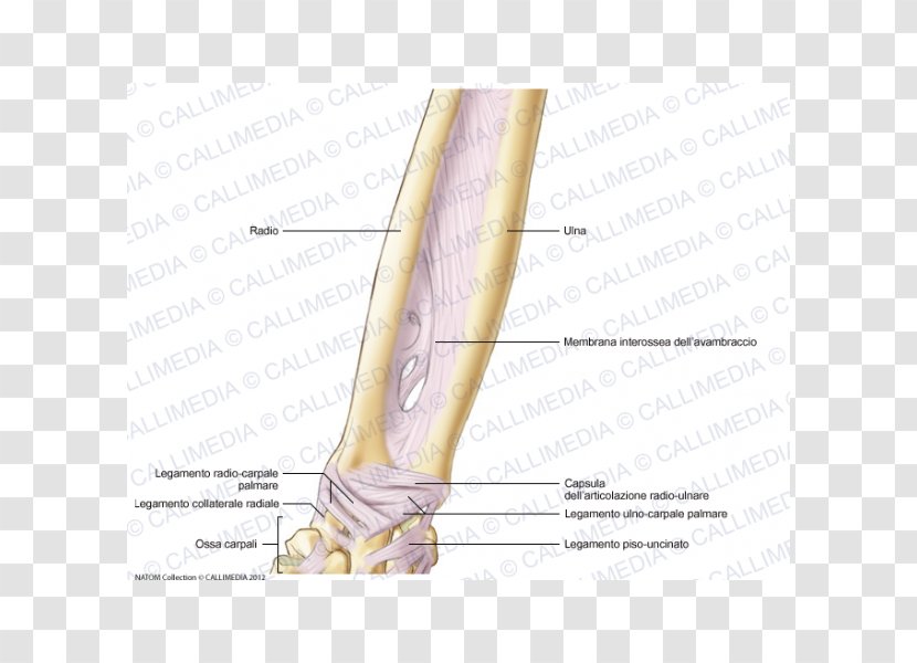 Thumb Elbow Bone Forearm Ligament - Flower - Capsule Cartoon Transparent PNG