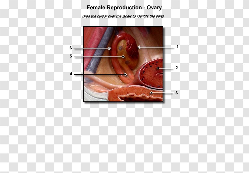 Ovarian Follicle Ovary Female Reproductive System Corpus Luteum Uterus - Watercolor - Human Anatomy Transparent PNG