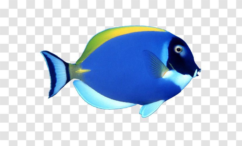 Fish Clip Art - Organism - Blue Tropical Transparent PNG