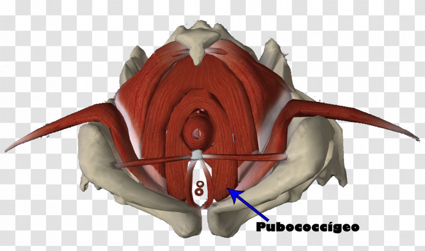 Pubococcygeus Muscle Perineum Piriformis - Human Body Transparent PNG