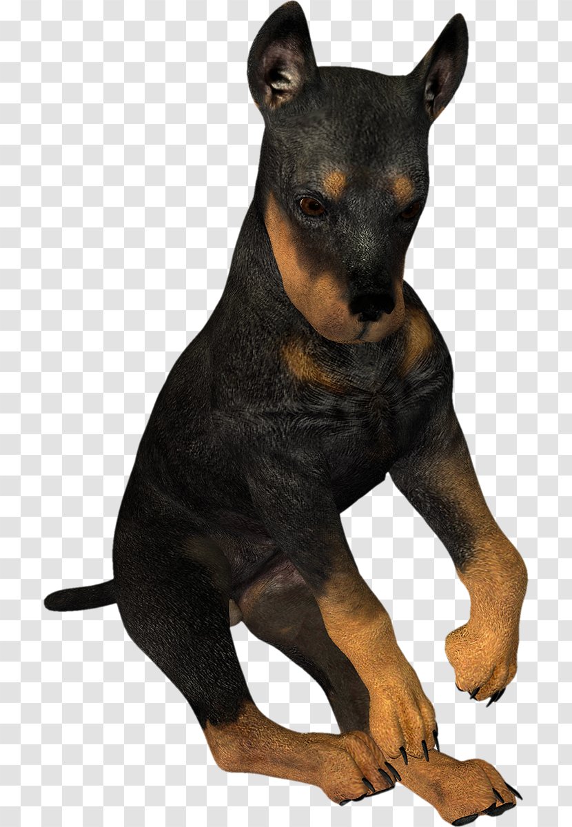 Dobermann Manchester Terrier Miniature Pinscher German English Toy - Handsome 3D Meng Dog Do Not Pull The Pattern Transparent PNG