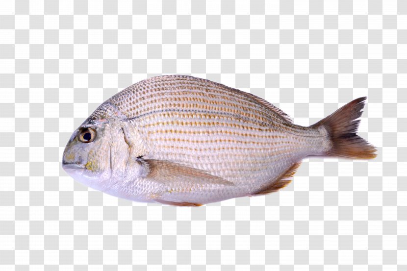 Seafood Deep Sea Fish - Red Seabream - Definition Of Deep-sea Transparent PNG