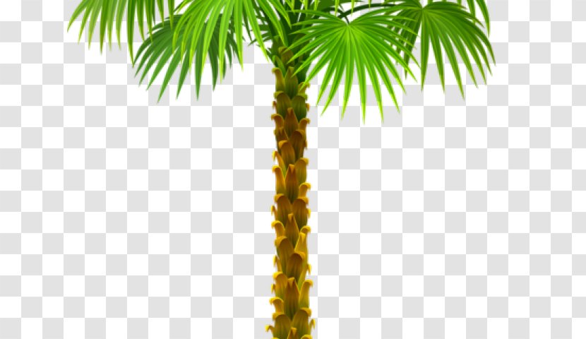 Palm Trees Clip Art Branch - Canary Island Date - Default Transparency And Translucency Transparent PNG