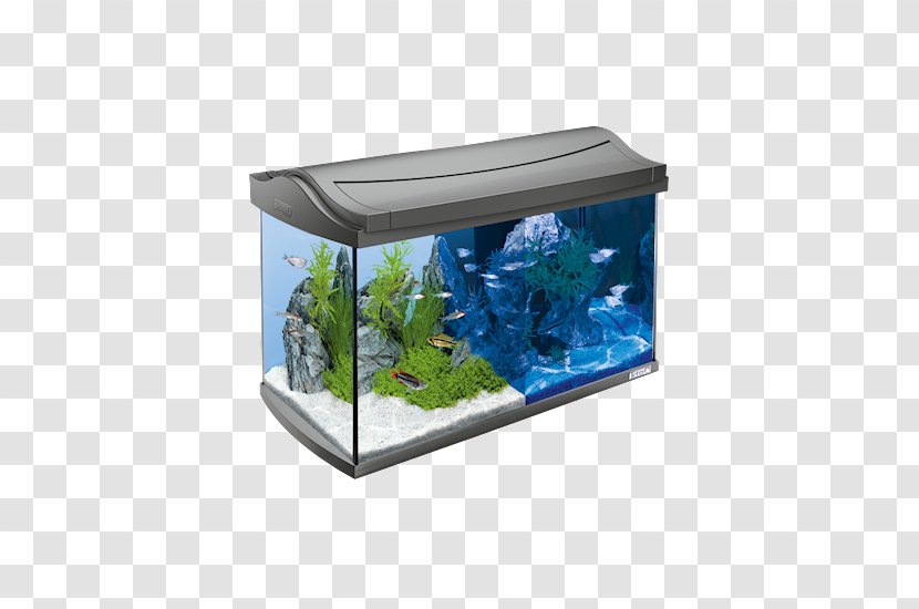 Siamese Fighting Fish Goldfish Aquarium Tetra Light-emitting Diode - Freshwater - Rectangle Transparent PNG