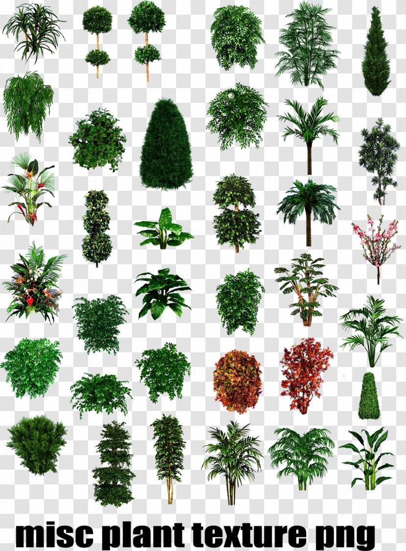 Shrub Tree Texture Mapping Plant - Shrubs Plan Transparent PNG