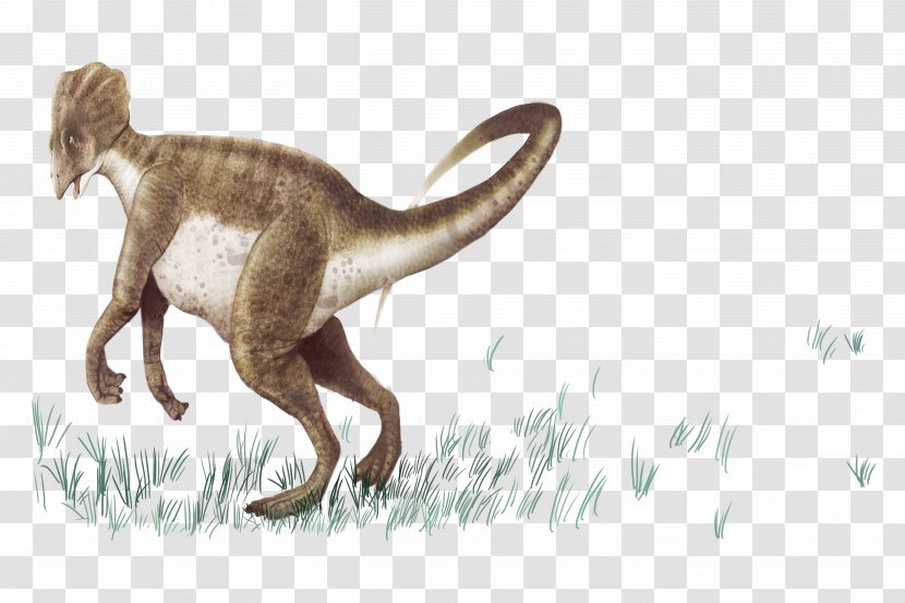 Prehistory Tyrannosaurus Dinosaur Euclidean Vector - Tail - Standing Transparent PNG