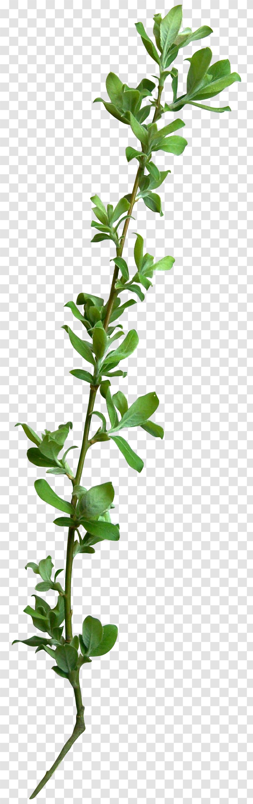 Tree Leaf Branch Vine - Herb - TWIG Transparent PNG