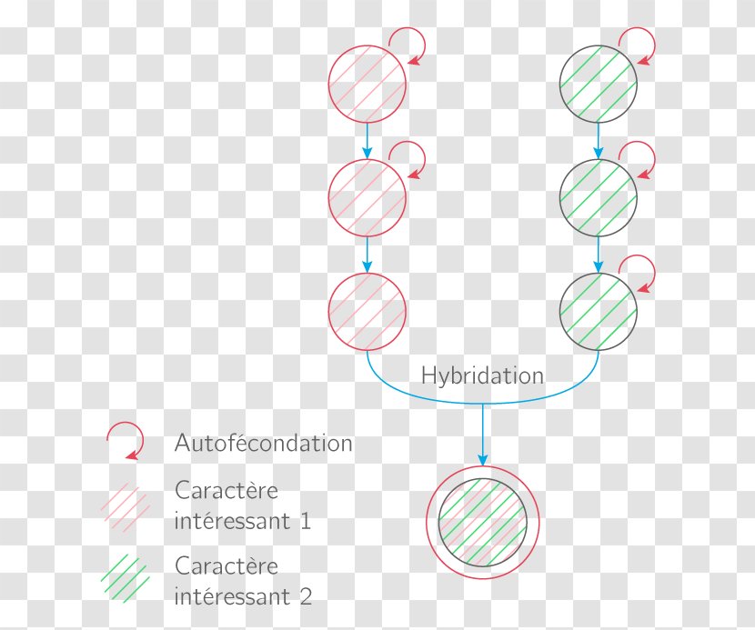 Graphic Design Brand Diagram Transparent PNG