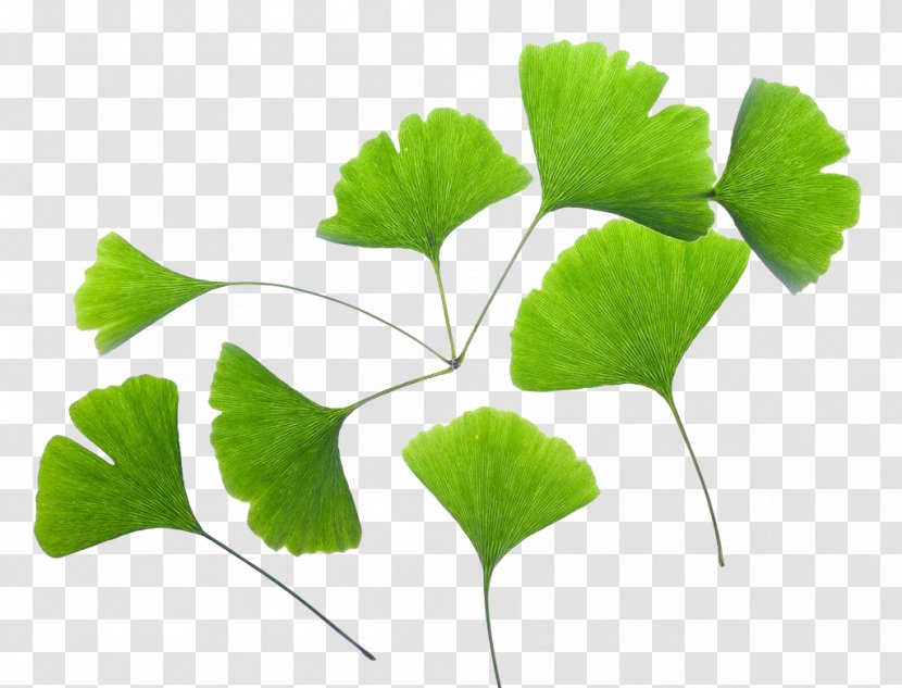 Ginkgo Biloba Extract Leaf Plant - Annual Transparent PNG