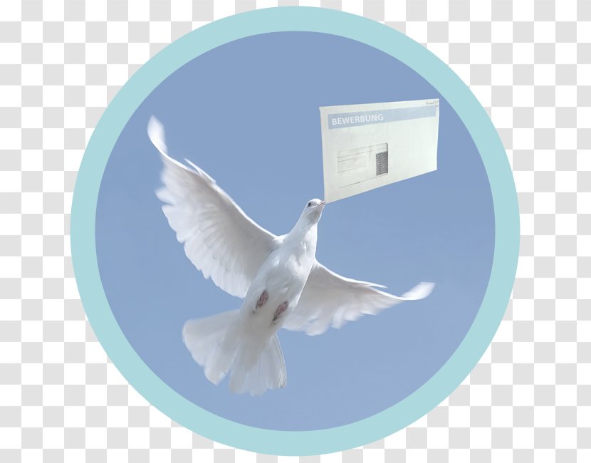 Homing Pigeon Columbidae Bird Release Dove Jacobin - Stock Photography Transparent PNG