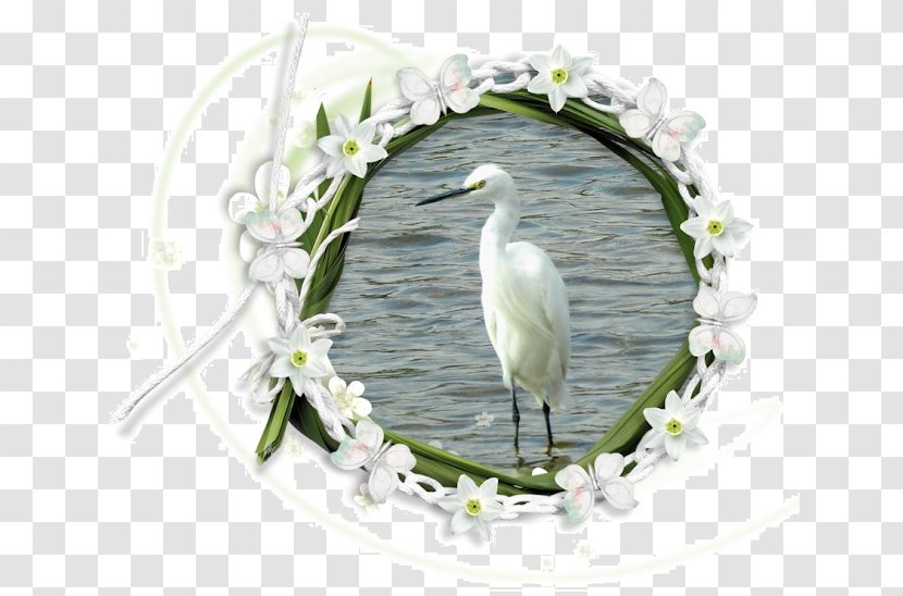 Stork Heron Beak Transparent PNG