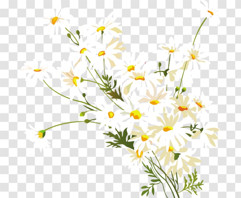 Chamomile Common Daisy Oxeye Clip Art - Plant Transparent PNG