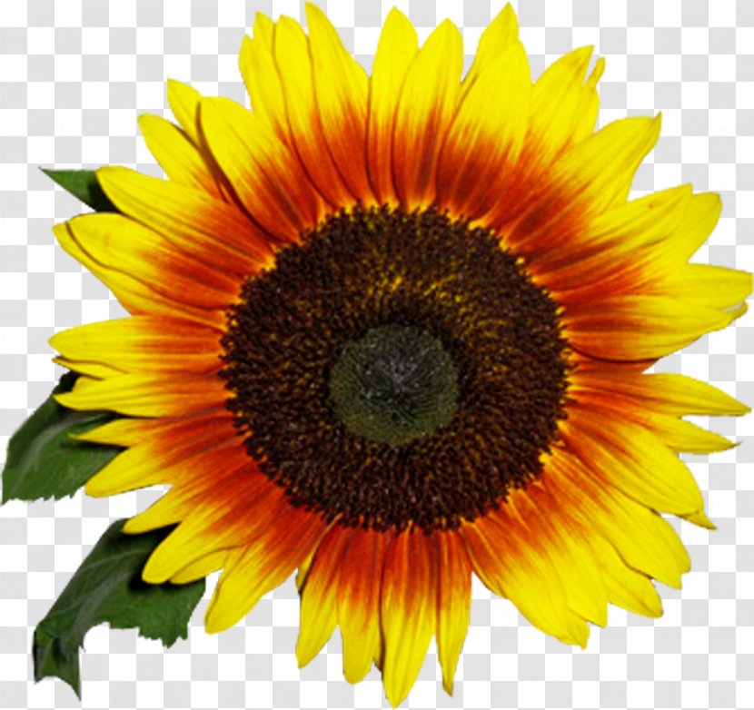 Common Sunflower Seed Daisy Family Clip Art - Flower - Oil Transparent PNG