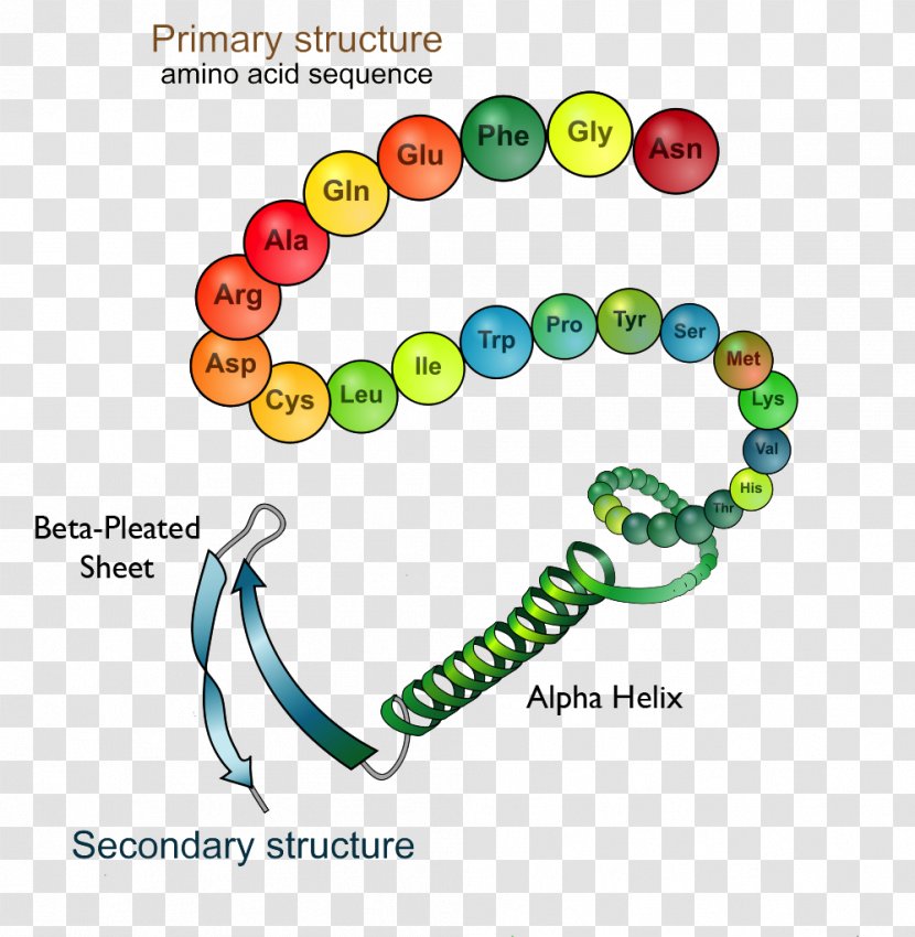 Protein Structure Folding Biology - Primary - Science Transparent PNG