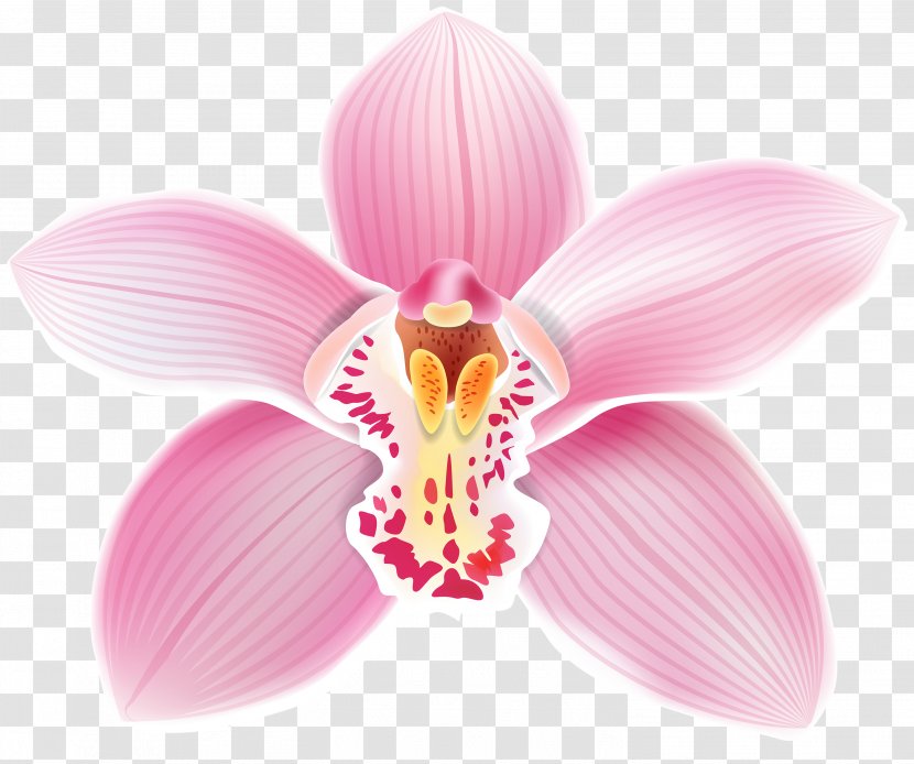 Cattleya Orchids Clip Art - Petal Transparent PNG
