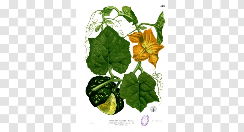 Herb Cucurbita Maxima Pepo Butternut Squash Pumpkin - Zucchini Transparent PNG