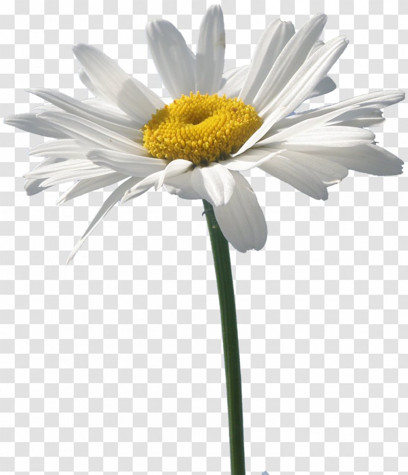 Flower Oxeye Daisy German Chamomile - Aster Transparent PNG