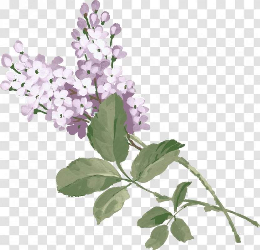 Lilac Purple Clip Art Transparent PNG