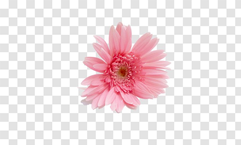 Flower Garden Image Common Daisy - Floristry - Pink Larkspur Transparent PNG