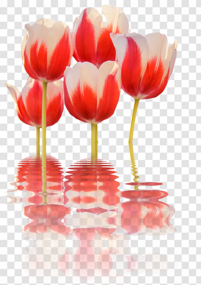 Tulip Cut Flowers Flower Bouquet Transparent PNG