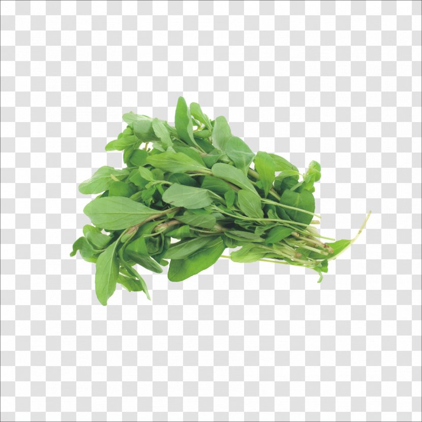 Marjoram Herb Basil Oregano Parsley - Herbs Transparent PNG