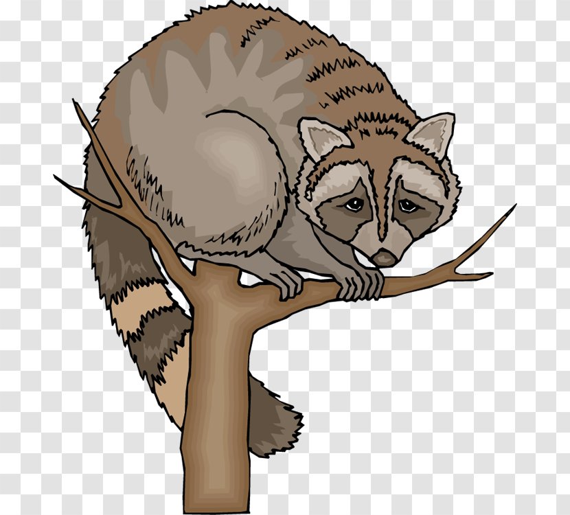 Raccoon Blog Clip Art - Cat - Cliparts Transparent PNG