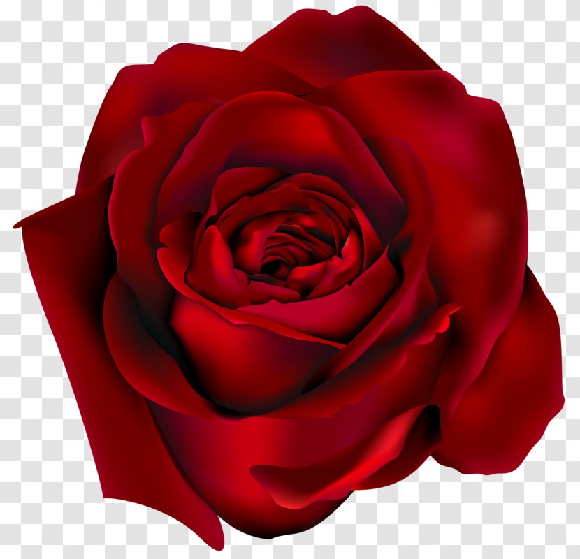 Rose Red Clip Art - Cut Flowers Transparent PNG