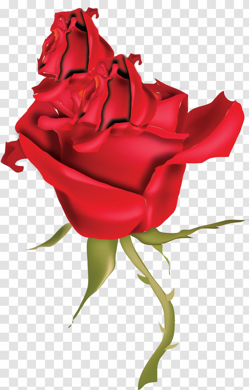 Flower Rose Clip Art - Rosa Centifolia - Vector Transparent PNG
