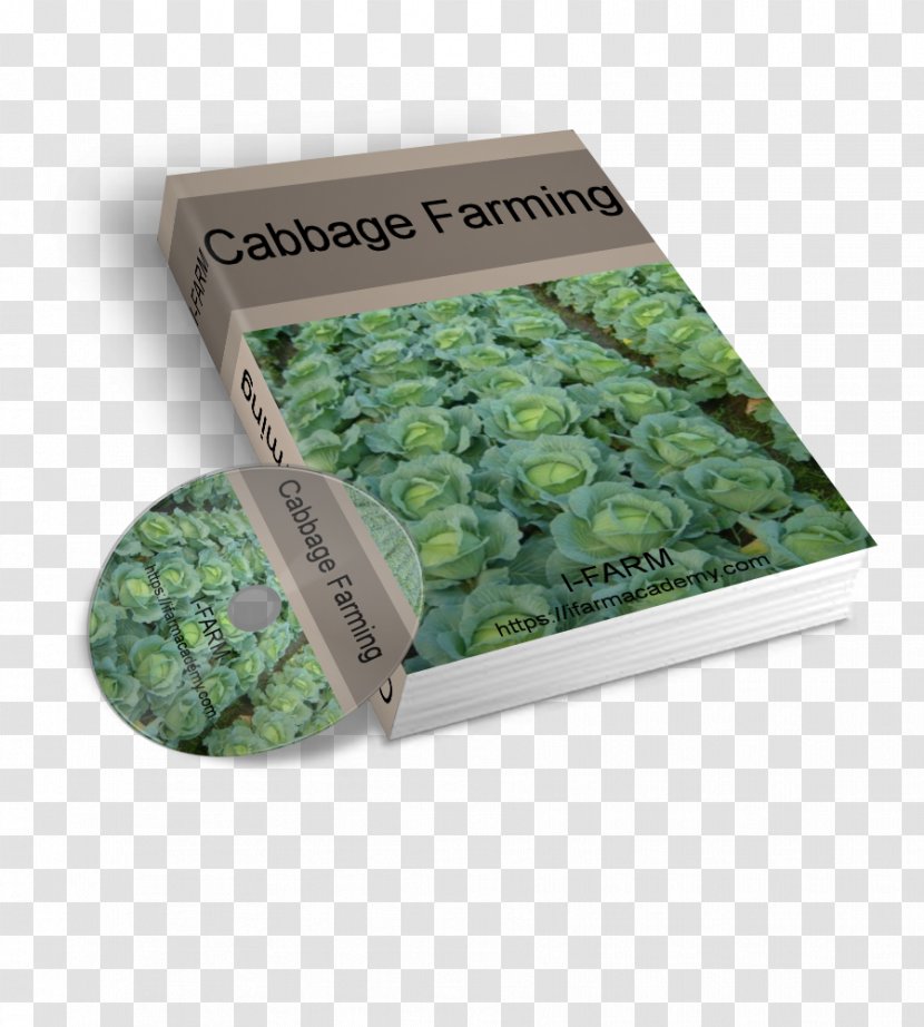 Nursery Farm Agriculture Transplanting Management - Grass - Cabbage Transparent PNG