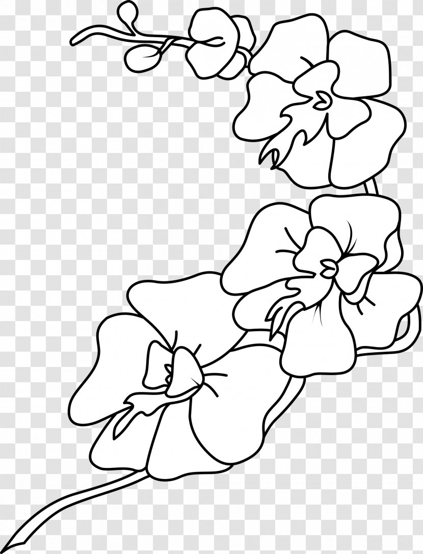 Orchids Drawing Black And White Clip Art - Frame - Orchid Transparent PNG
