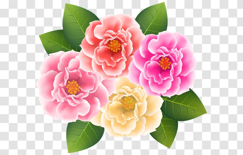 Japanese Camellia Clip Art - Petal - Theaceae Transparent PNG