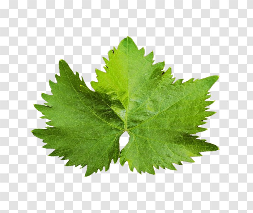 Leaf Juice Celery Vegetable - Herbalism - Lemon Leaves Transparent PNG