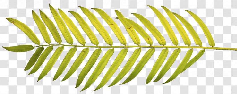 Arecaceae Palm Branch Palm-leaf Manuscript Frond Clip Art - Palmleaf - Leaf Transparent PNG