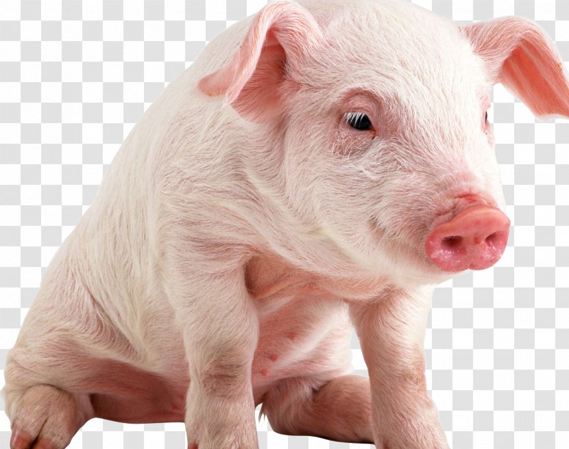 Domestic Pig Bacon Cattle Ham Candy - S Ear Transparent PNG