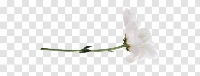 Flower Garden Roses Petal Clip Art - Flowering Plant Transparent PNG