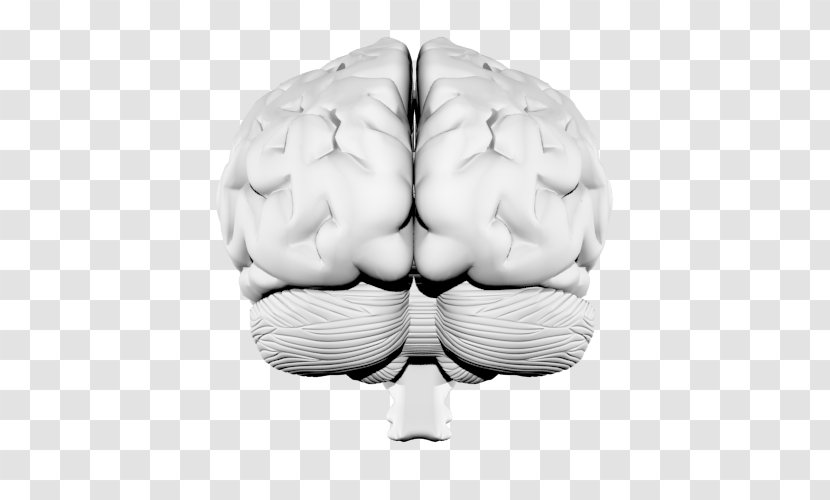 Brain Neurology - Cartoon Transparent PNG