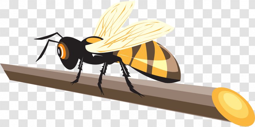 Western Honey Bee Hornet Beetle - Membrane Winged Insect Transparent PNG