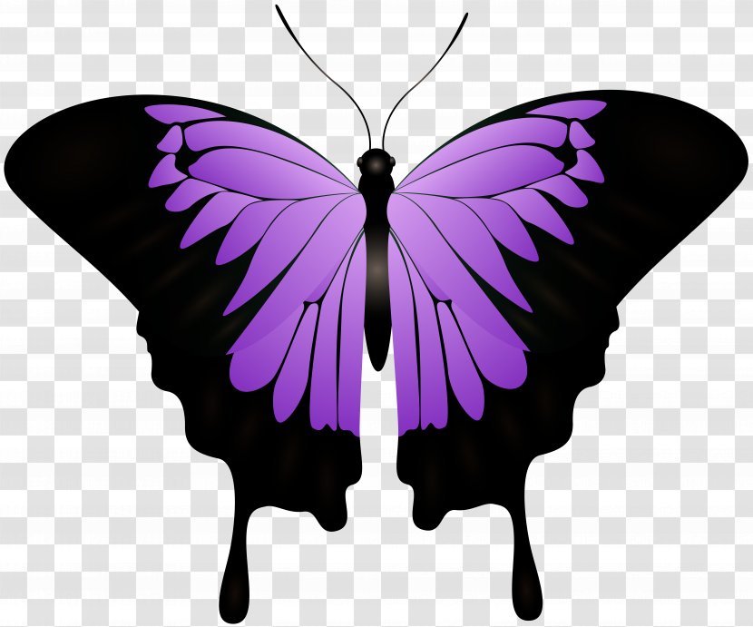 L'ombra Del Cuore. Black Moon Monarch Butterfly Dead Until Dark Author - Wing - Light Transparent PNG