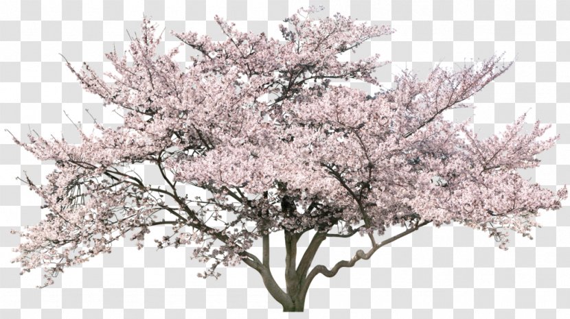 Cherry Blossom Tree - Spring Transparent PNG