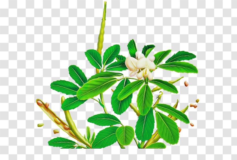 Flower Plant Leaf Branch Herbal - Daphne Mock Orange Transparent PNG