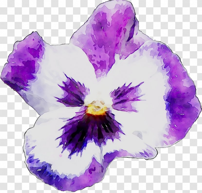 Pansy - Amethyst - Flowering Plant Transparent PNG