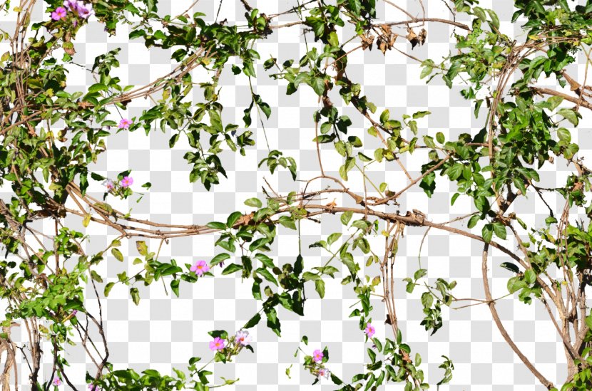 Vine Flower Tree Wall - Twig - Flowering Jungle Vines Flowers Transparent PNG