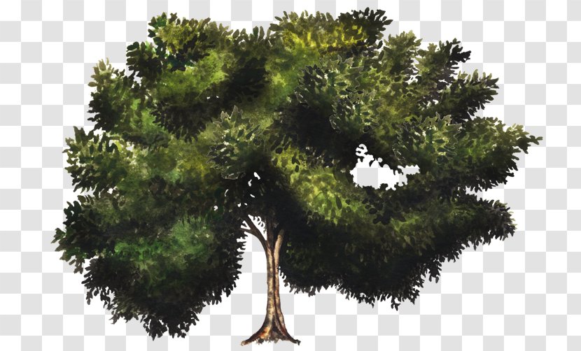 Tree Rubber Fig Branch Common Bay Laurel - Pine Family - Arboles Transparent PNG