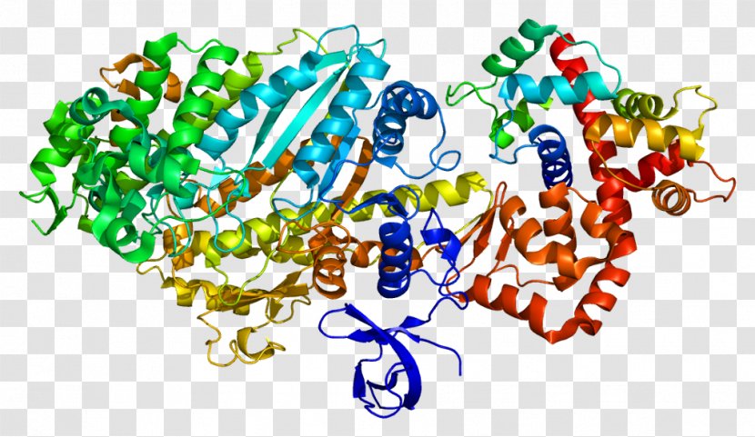 MYO6 Myosin Molecular Motor Vesicle Organelle - Cartoon - Protein Transparent PNG