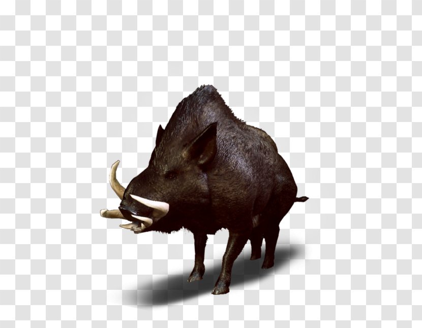 Wild Boar The Witcher 3: Hunt Peccary Wiedźmin - Snout Transparent PNG
