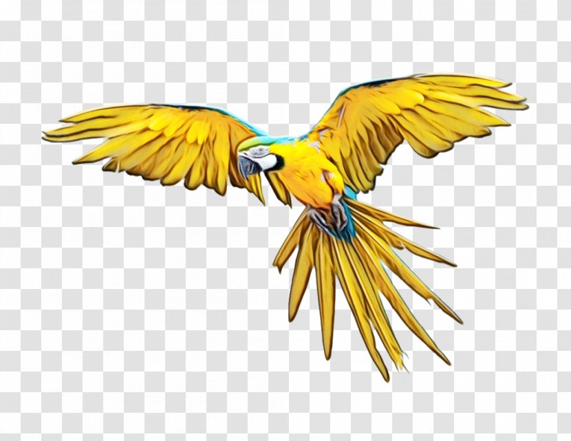 Feather - Bird - Tail Transparent PNG